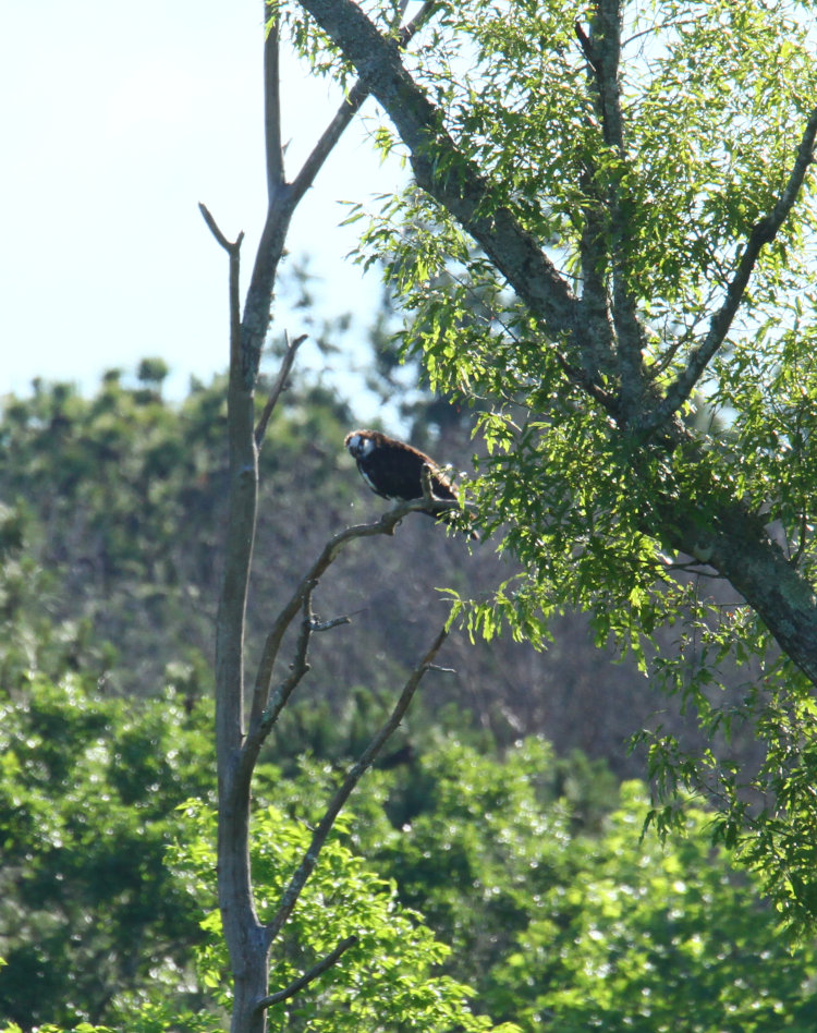 adult male osprey Pandion haliaetus hanging out near mate's nest before eggs have hatched