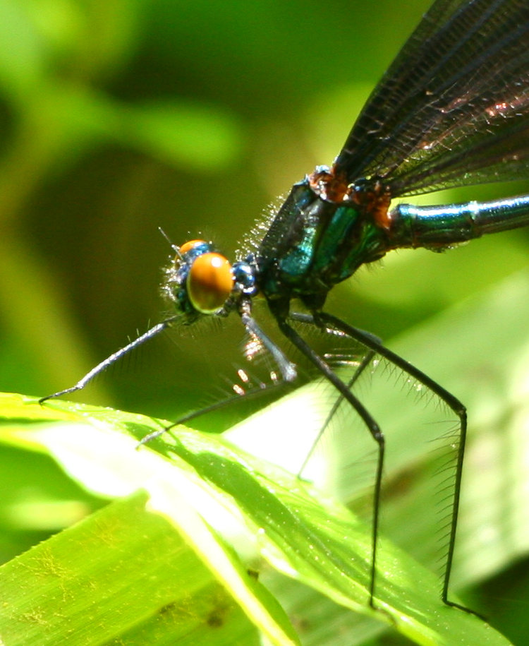 closeup of unidentified damselfly in David Crockett Birthplace State Park, TN