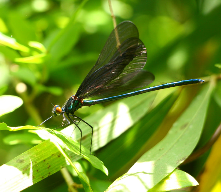 unidentified damselfly in David Crockett Birthplace State Park, TN