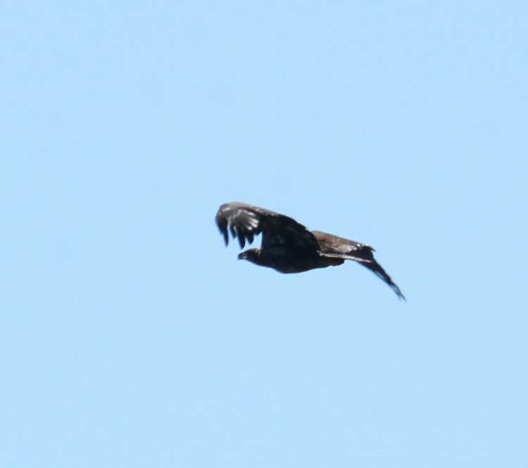 juvenile, probably second year, bald eagle Haliaeetus leucocephalus pursuing osprey with fish