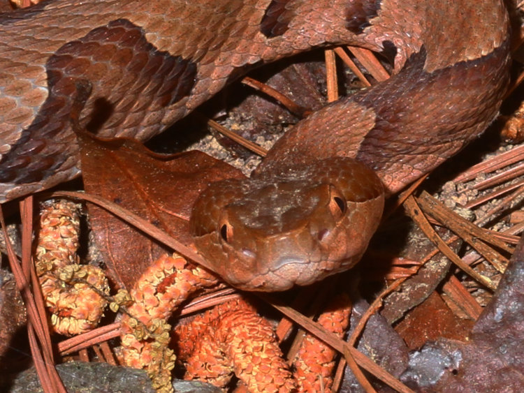 close up of head of eastern copperhead Agkistrodon contortrix in defensive posture