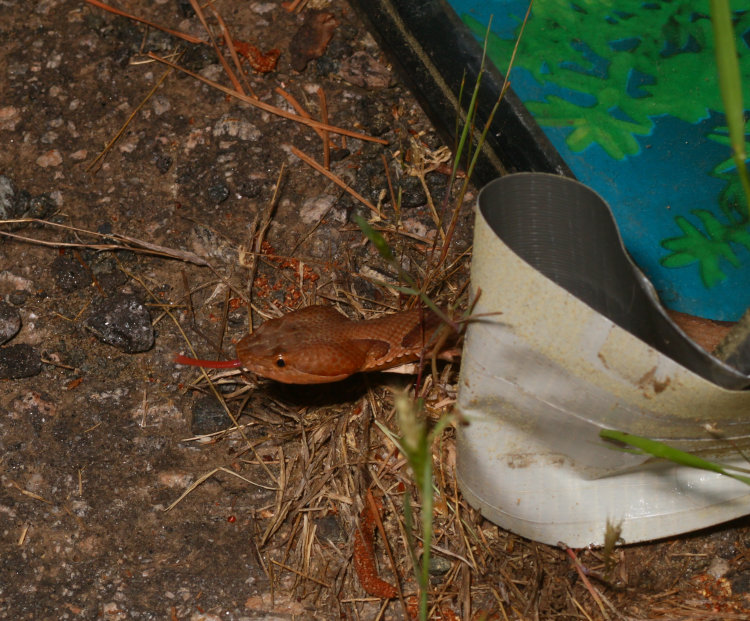 eastern copperhead Agkistrodon contortrix peeking from aquarium during release