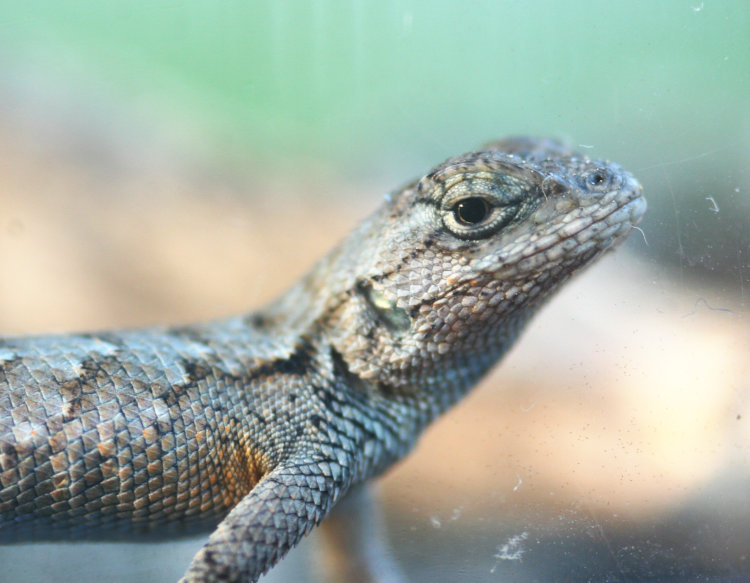 immature eastern fence lizard Sceloporus undulatus seen through acrylic aquarium