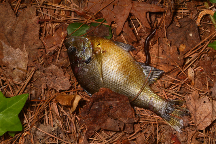 probable sunfish Centrarchidae found in middle of back yard far from water source