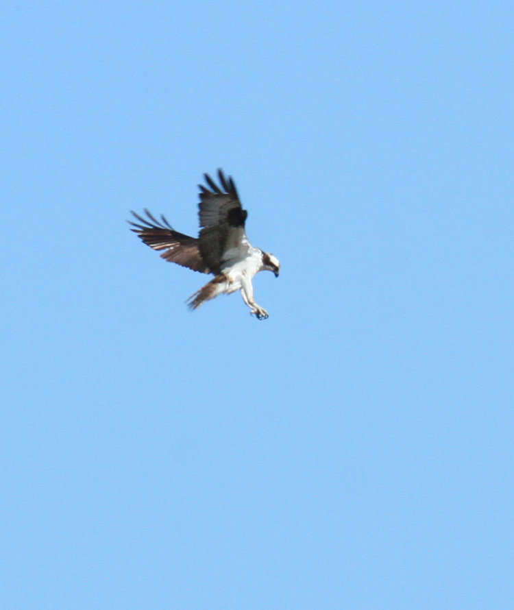 adult osprey Pandion haliaetus backing as it spots potential prey