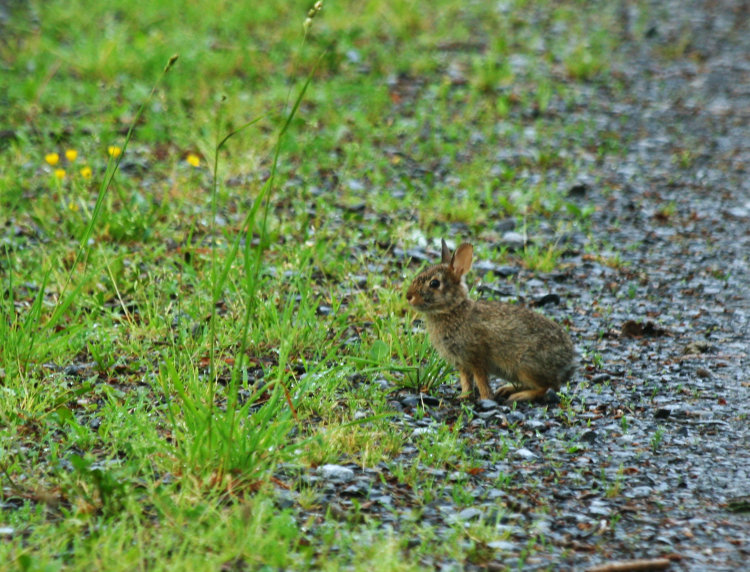 very young specimen of eastern cottontail rabbit Sylvilagus floridanus pausing in driveway