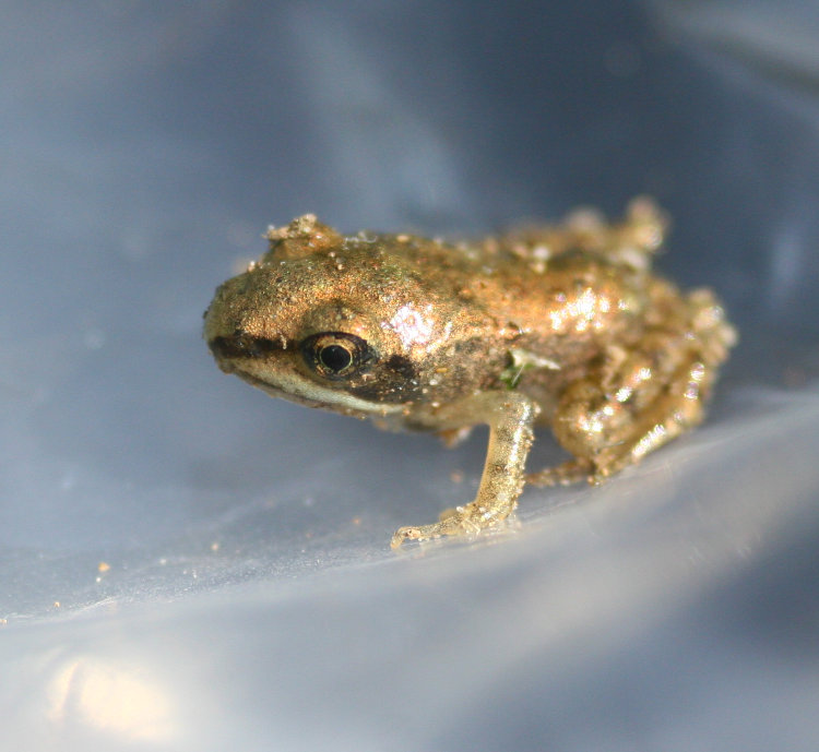 unidentified tiny frog found in mountains of Tennessee