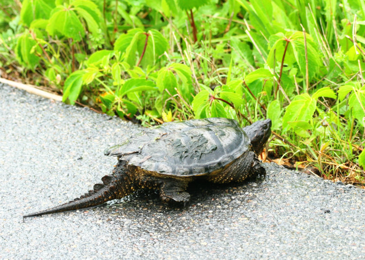 smallish common snapping turtle Chelydra serpentina just finishing a road crossing