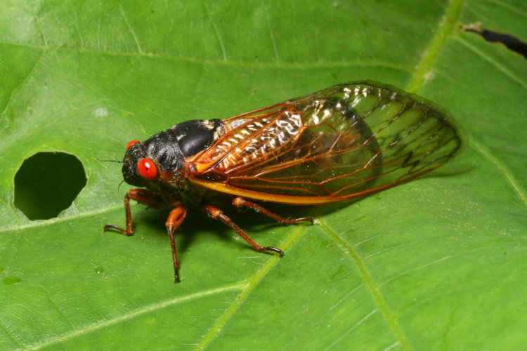 adult example of Brood XIX Magicicada captured for ID purposes