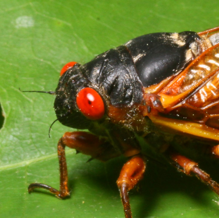 close up of head of adult Brood XIX Magicicada showing orange band between eye and wing root