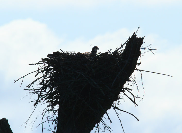 adult female osprey Pandion haliaetus still sitting on eggs without evidence of hatching