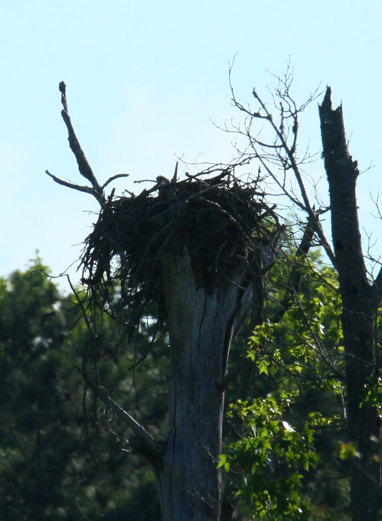 adult female osprey Pandion haliaetus sitting on other nest