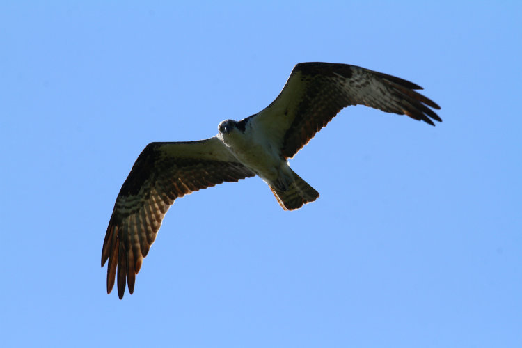 adult osprey Pandion haliaetus passing close overhead