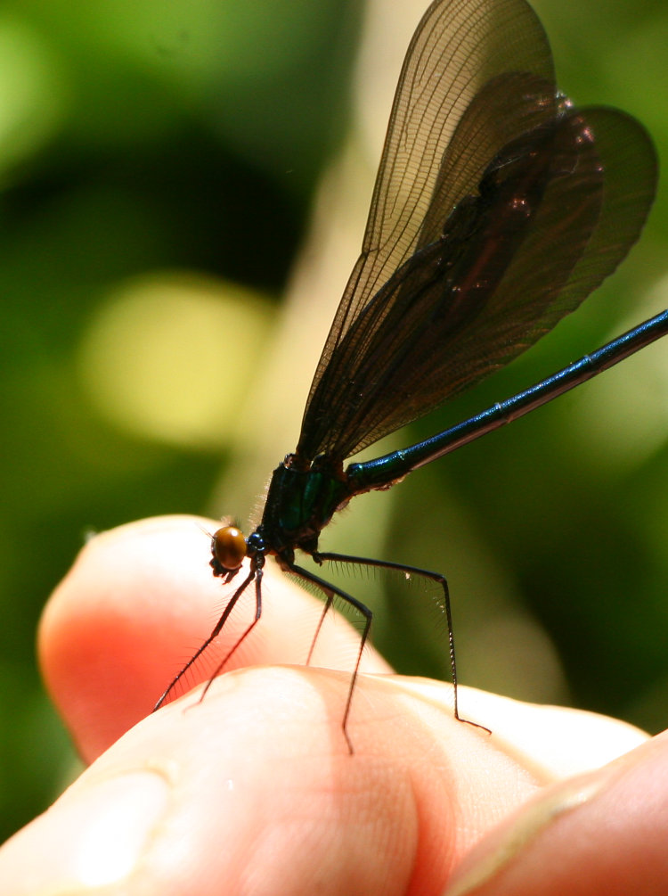 unidentified damselfly in David Crockett Birthplace State Park, TN on photographer's brother's hand