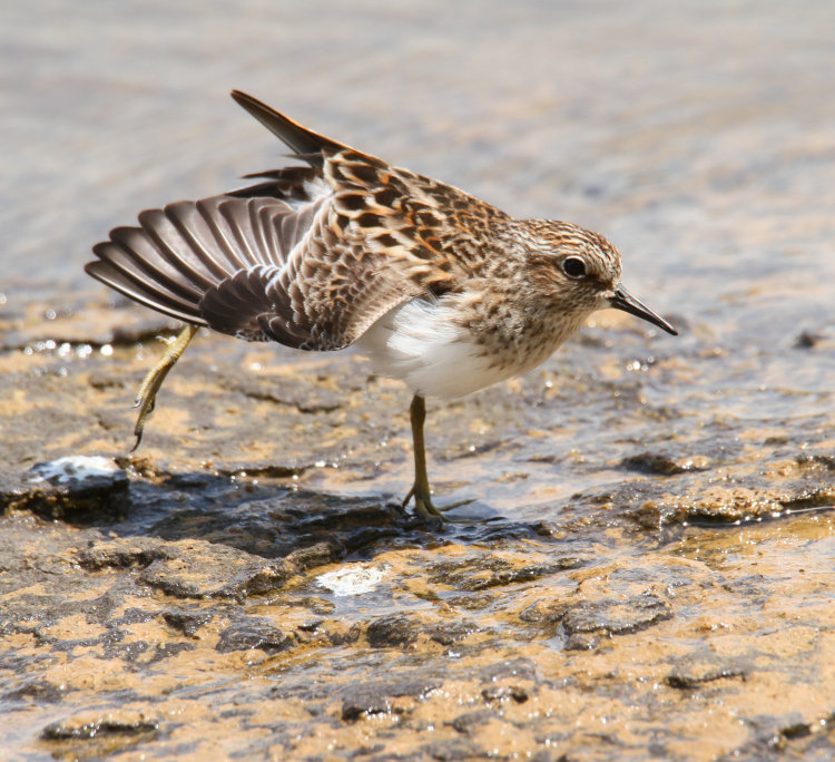 least sandpiper Calidris minutilla preening