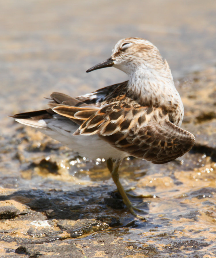 least sandpiper Calidris minutilla Abelard posing winsomely on mud flat