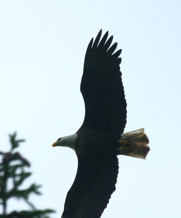 adult bald eagle Haliaeetus leucocephalus fleeing from harassing ospreys in central New York