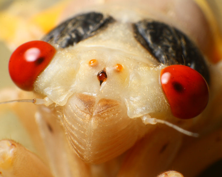 extreme closeup of newly-molted adult Brood XIX Magicicada