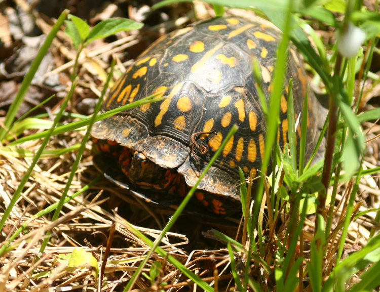 male eastern box turtle Terrapene carolina carolina being shy after being disturbed