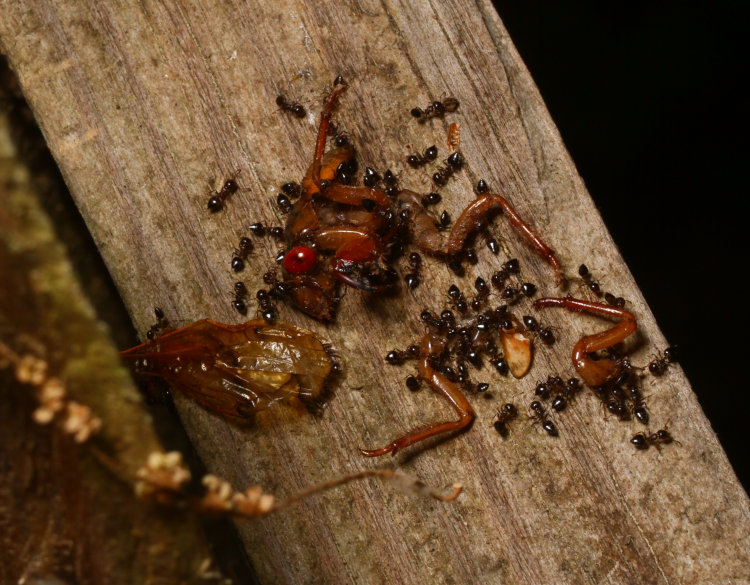 remains of Brood XIX Magicicada on fence being consumed by ants