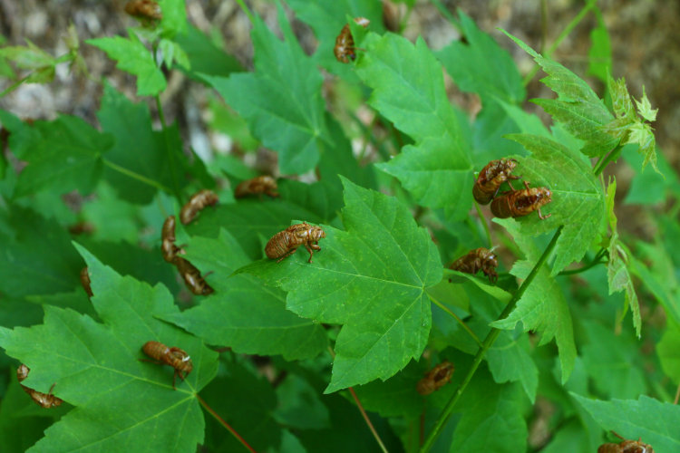 swarm of exoskeletons of Brood XIX Magicicadas on single bush