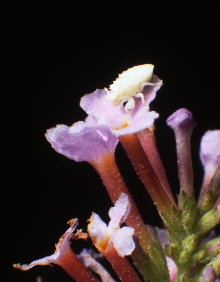 juvenile jagged ambush bug Phymata on flower of butterfly bush Buddleja davidii