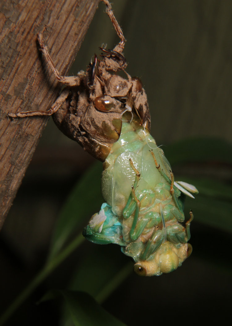 annual cicada Cicadoidea molting into adult final instar