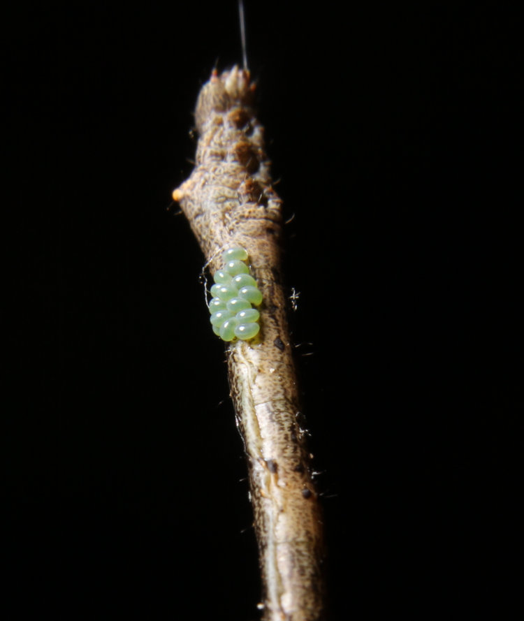 green parasitic eggs on body of unidentified larva inchworm