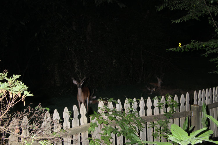 small herd of white-tailed deer Odocoileus virginianus, all bucks, just outside back yard