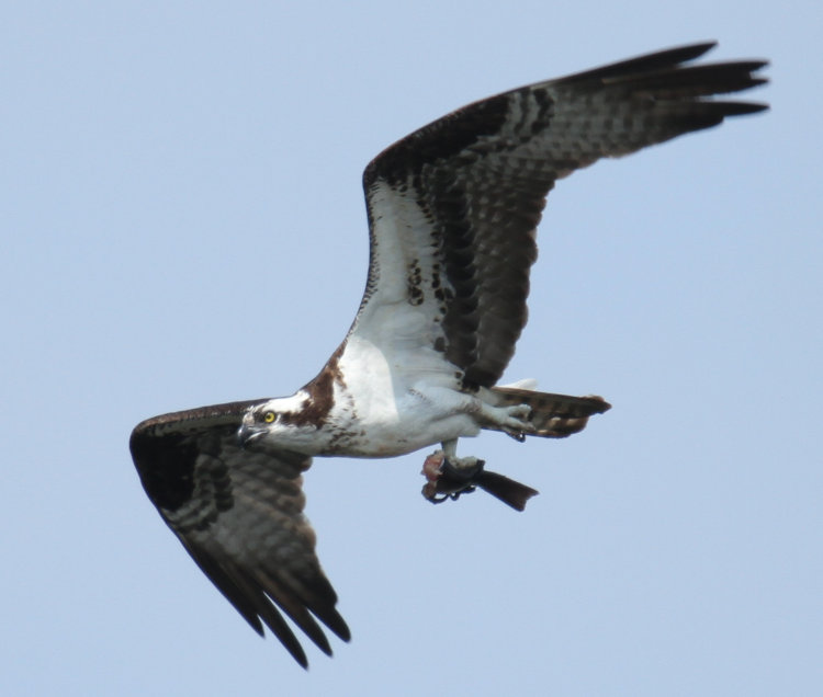 osprey Pandion haliaetus flying overhead with partially-consumed fish