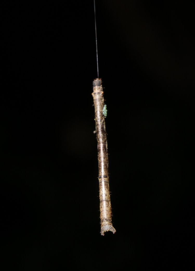 unidentified larva inchworm dangling from web and showing parasitic eggs