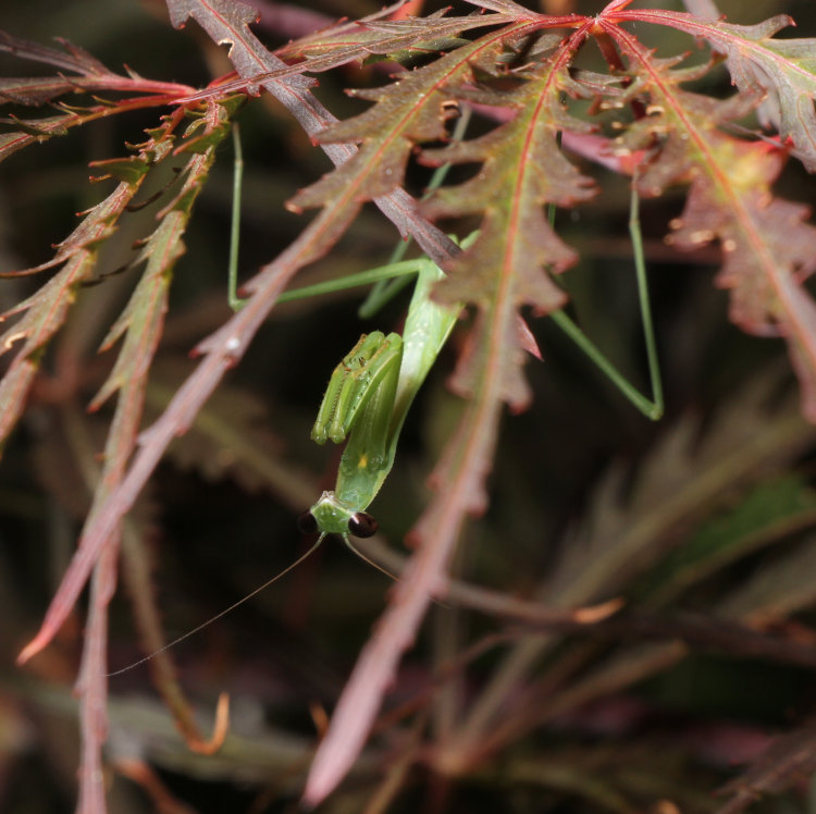 juvenile Chinese mantis Tenodera sinensis inverted under Japanese maple leaf