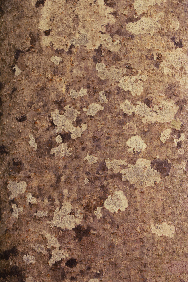 lichen-stained tree bark
