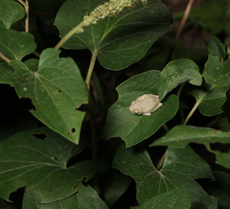 juvenile Copes grey treefrog Dryophytes chrysoscelis perched on leaf of lizard's tail Saururus cernuus plant