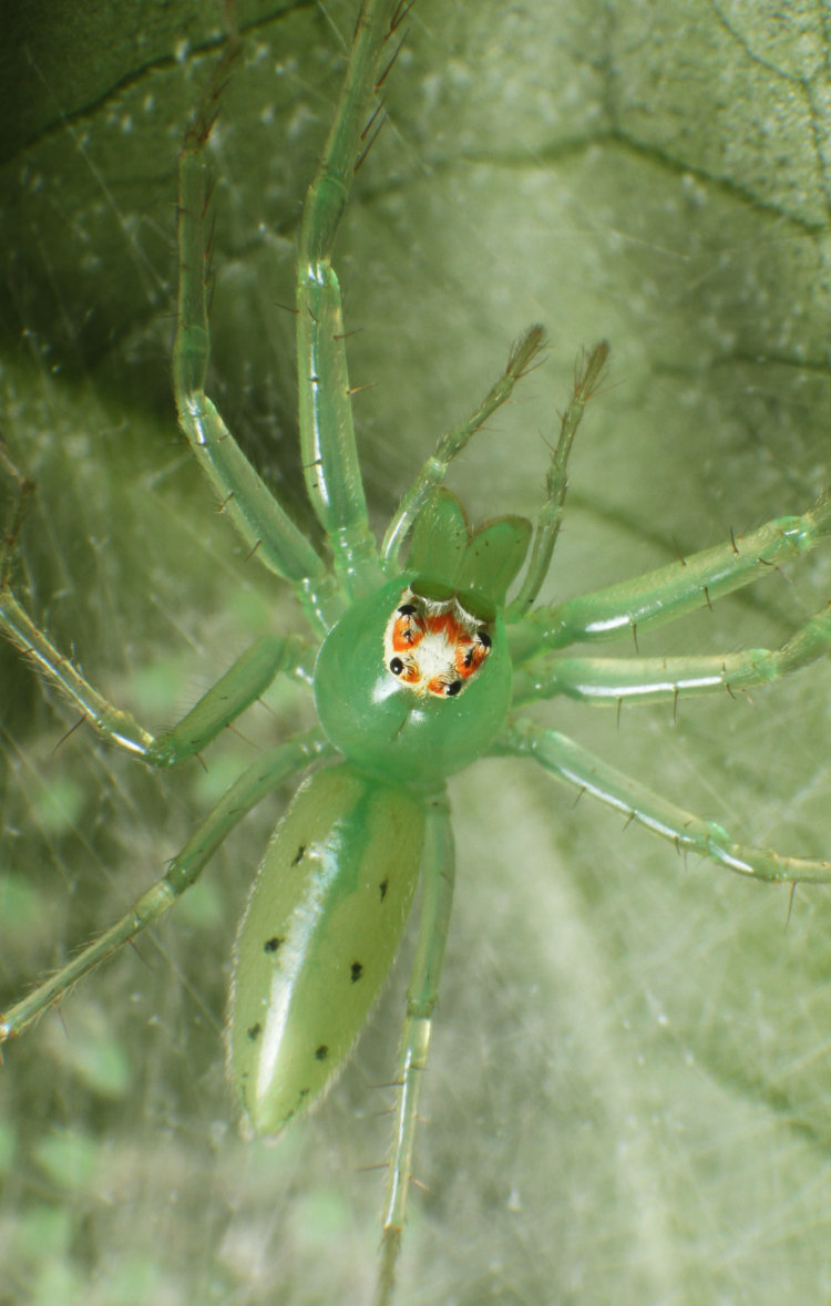 adult female magnolia green jumping spider Lyssomanes viridis poised for defense of her nursery