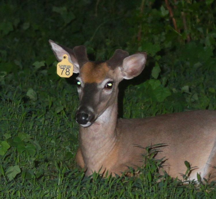 male white-tailed deer Odocoileus virginianus in April clearly showing ear tag with '78'
