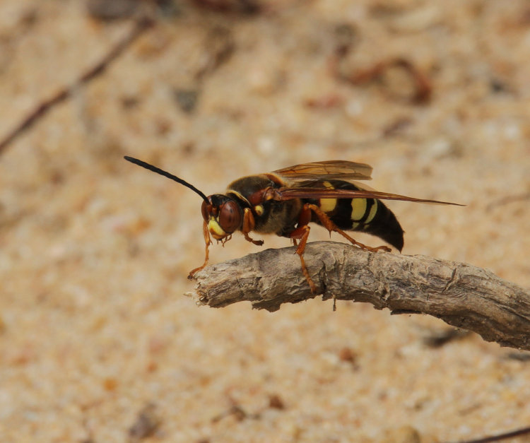 likely eastern cicada-killer wasp Sphecius speciosus alighting on stick alongside lake