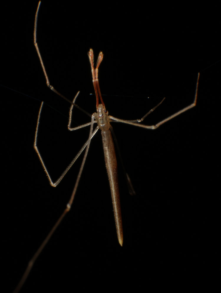 dorsal view of male Rhomphaea fictilium spider suspended from long webline