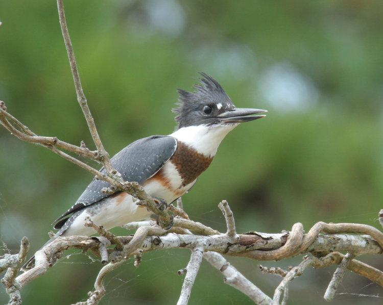 immature belted kingfisher Megaceryle alcyon perched cooperatively nearby
