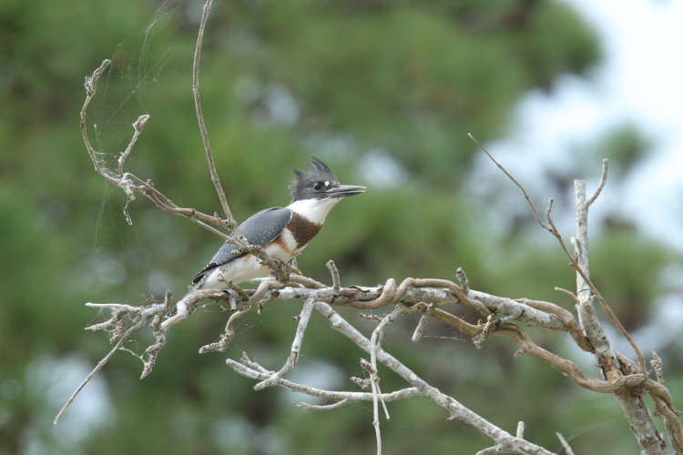 immature belted kingfisher Megaceryle alcyon perched cooperatively nearby, full frame