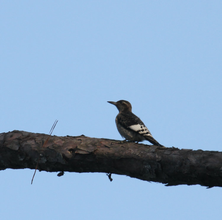 juvenile red-headed woodpecker Melanerpes erythrocephalus perched on limb