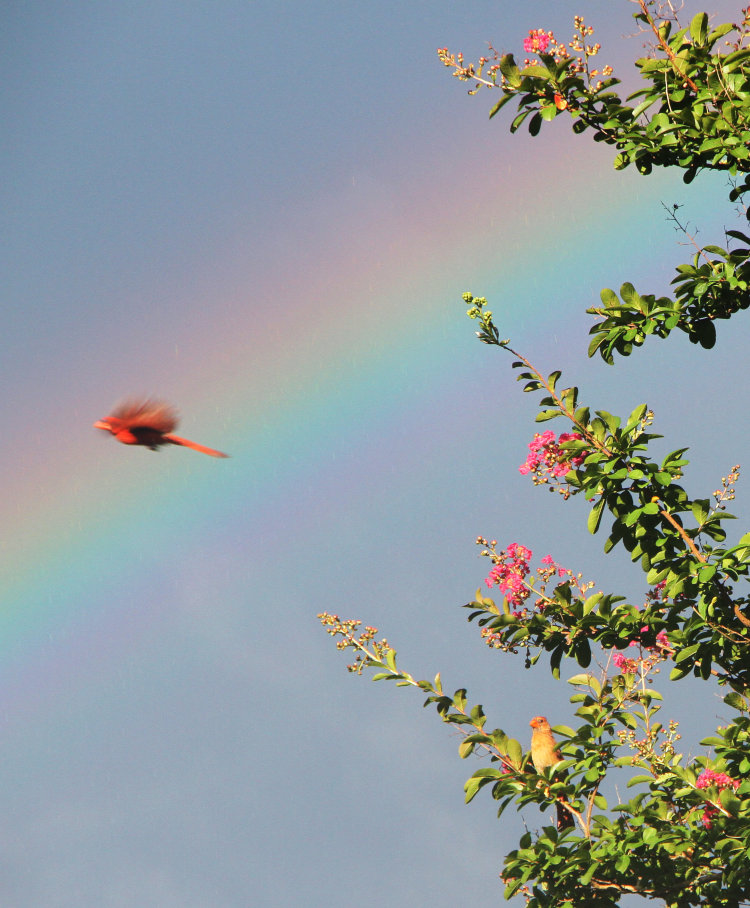 male northern cardinal Cardinalis cardinalis flying against rainbow as female watches from blooming crepe myrtle Lagerstroemia indica
