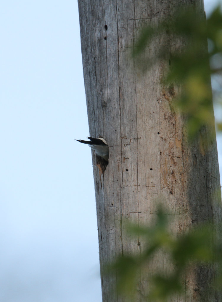 adult red-headed woodpecker Melanerpes erythrocephalus disappearing into nest hollow in dead tree