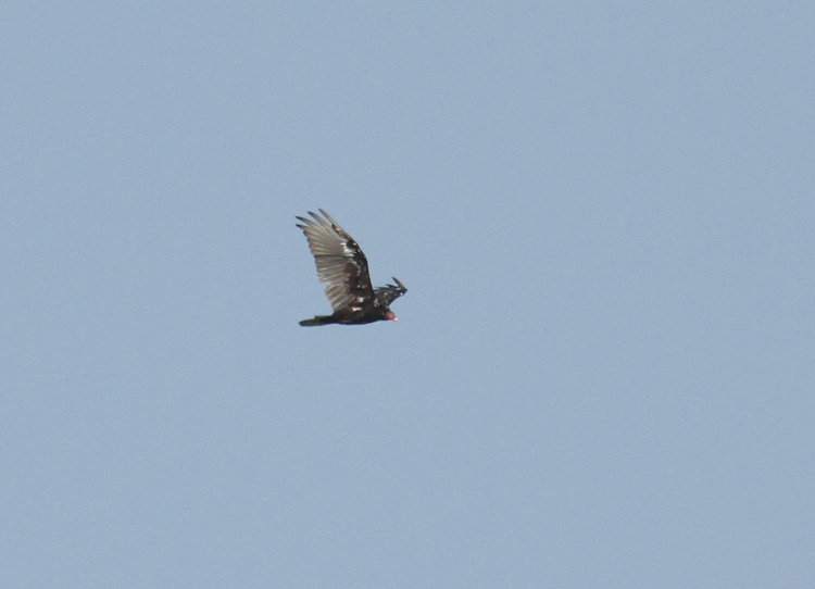 possibly juvenile turkey vulture Cathartes aura in distance