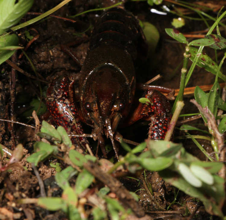 likely red swamp crayfish Procambarus clarkii, male, foraging out of water from pond