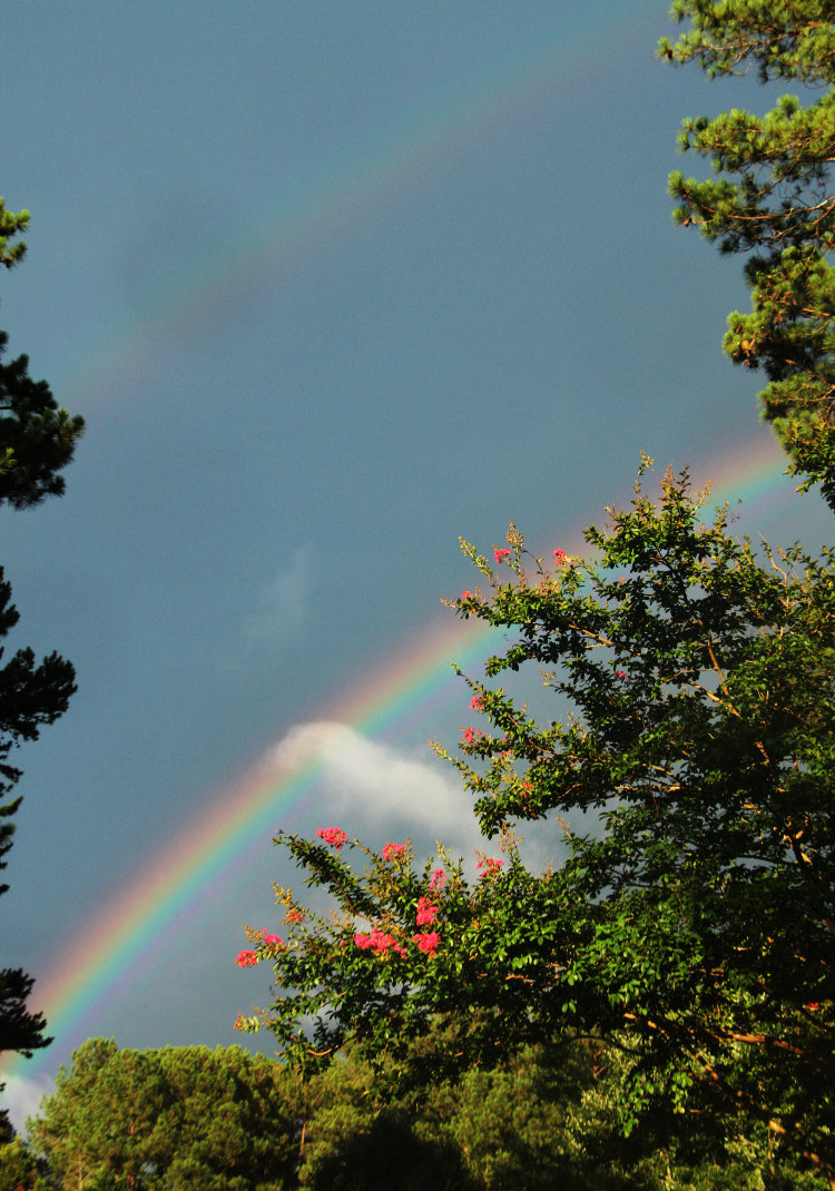 both rainbow arcs against blooming crepe myrtle Lagerstroemia indica