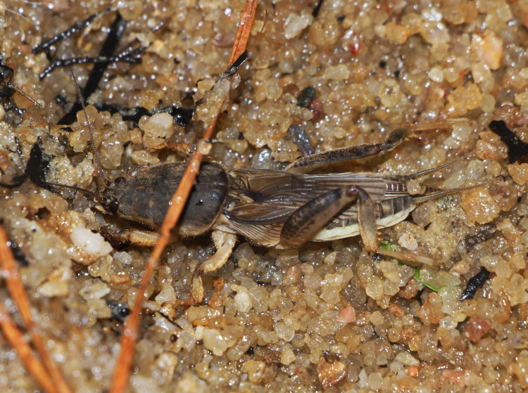 likely tawny mole cricket Neoscapteriscus vicinus unearthed from its burrow on the very edge of a lake