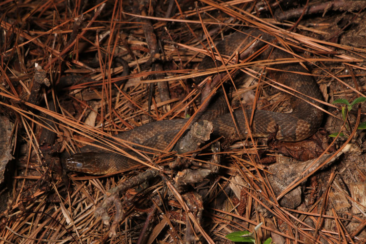 northern water snake Nerodia sipedon sipedon in same location awaiting shed