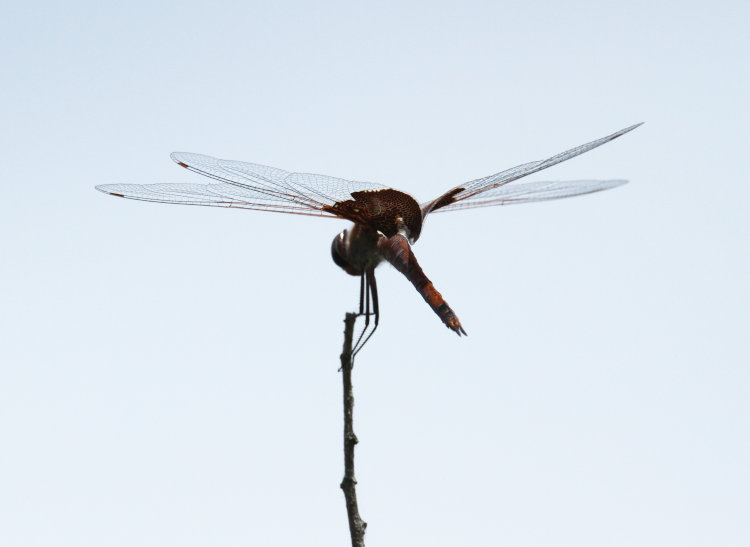 red saddlebags Tramea onusta dragonfly perched on tip of twig