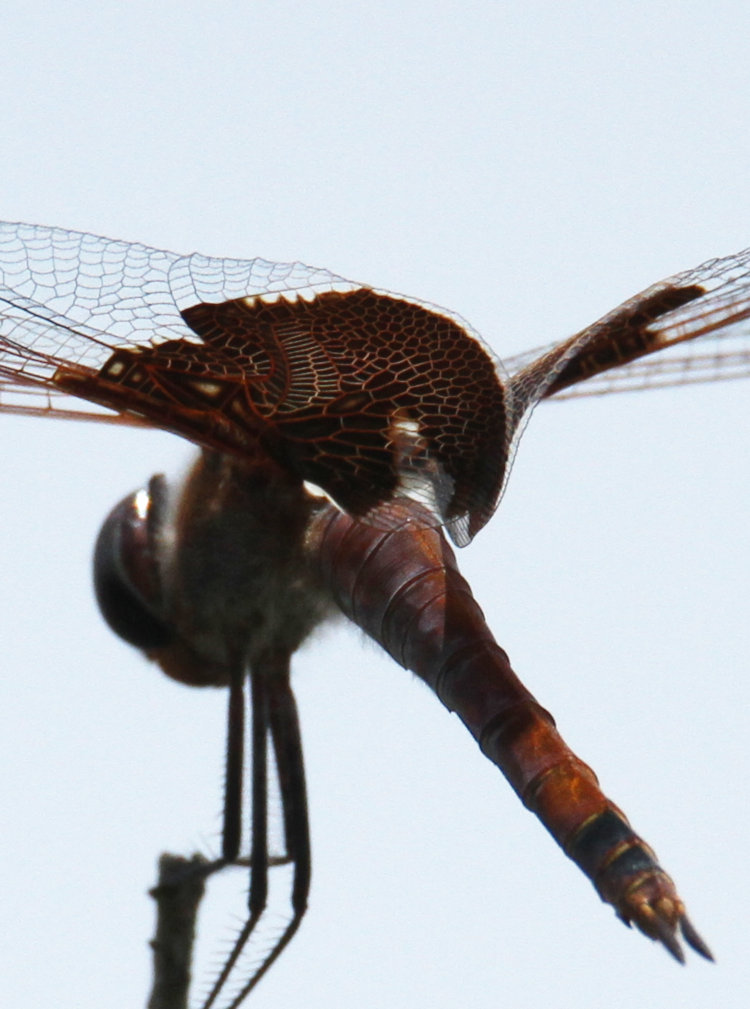 red saddlebags Tramea onusta dragonfly perched on tip of twig, closer